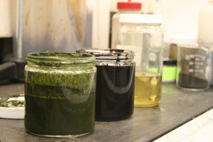 oil from algae