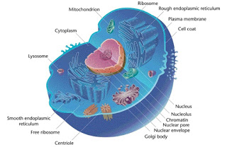 human_cell